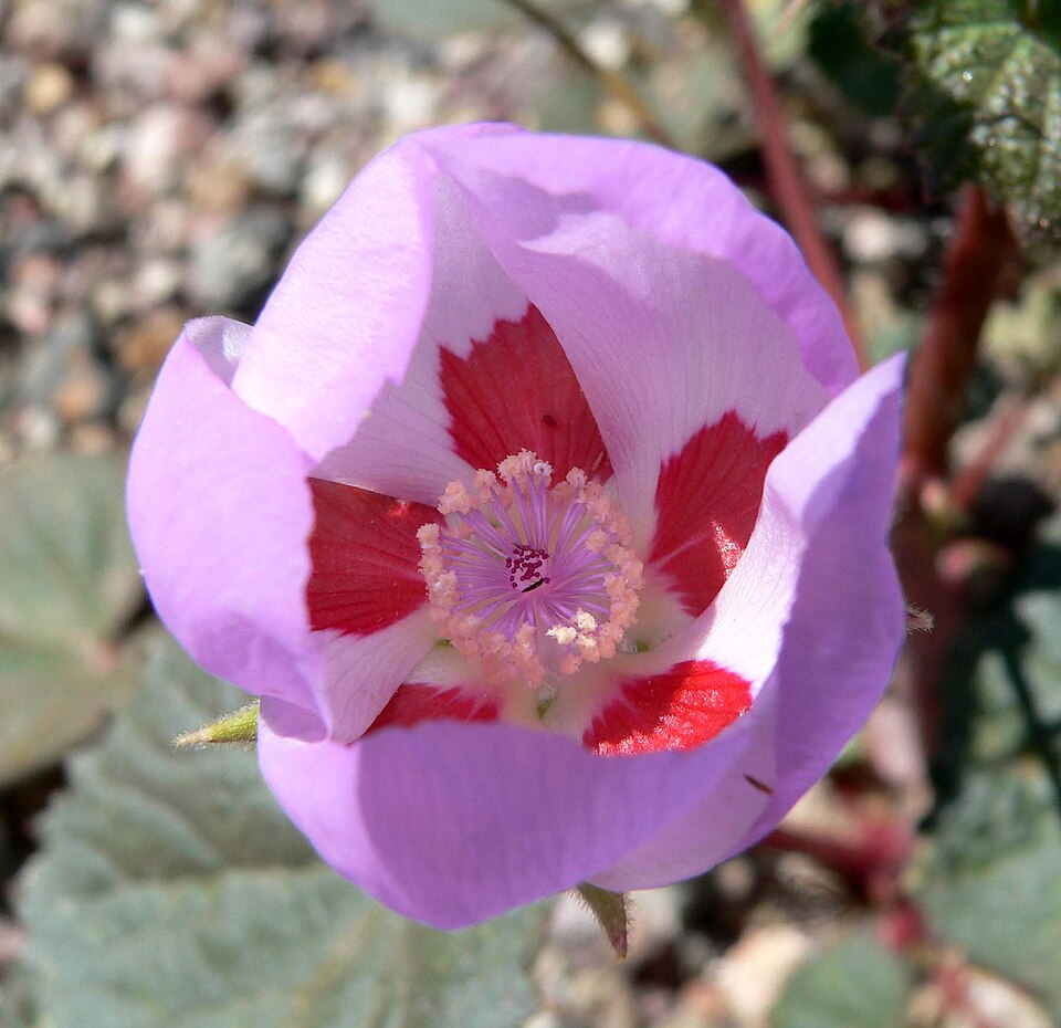 Eremalche rotundifolia (desert fivespot) (alternate view 6)