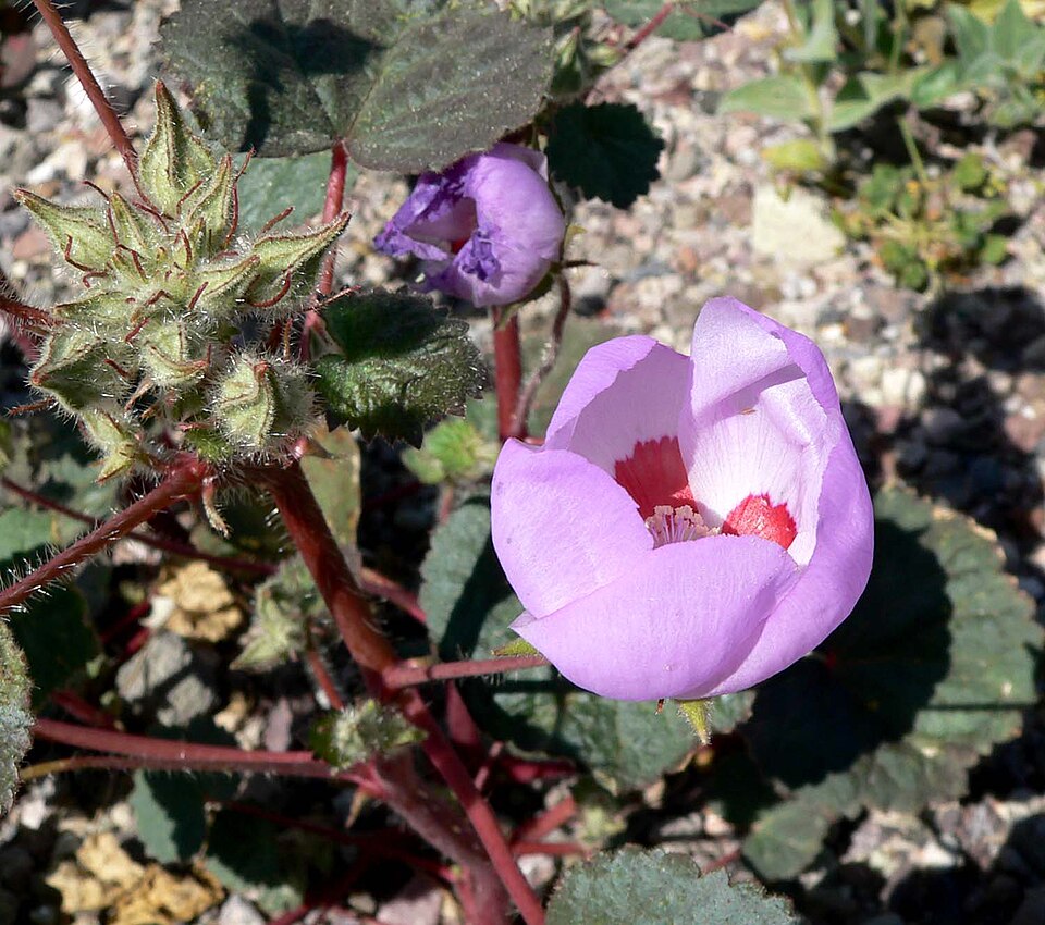 Eremalche rotundifolia (desert fivespot) (alternate view 7)