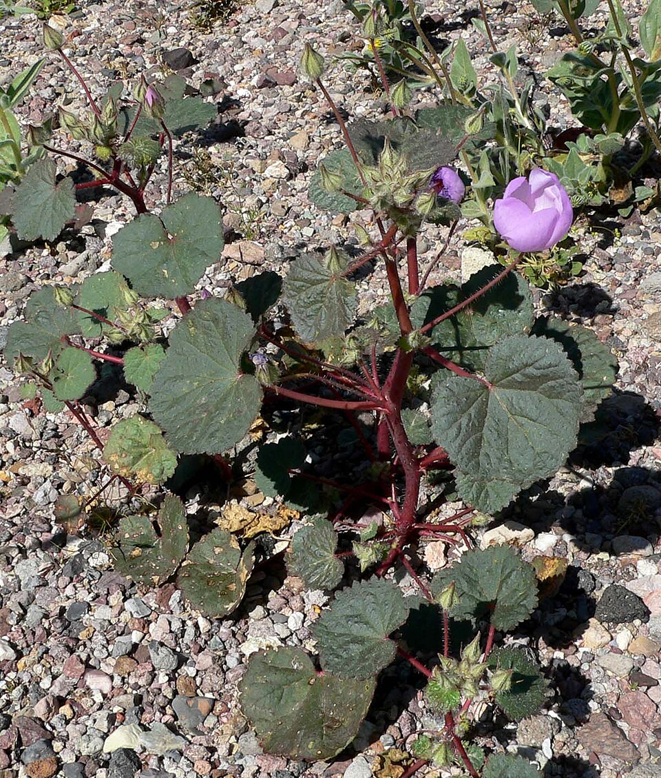 Eremalche rotundifolia (desert fivespot) (alternate view 8)