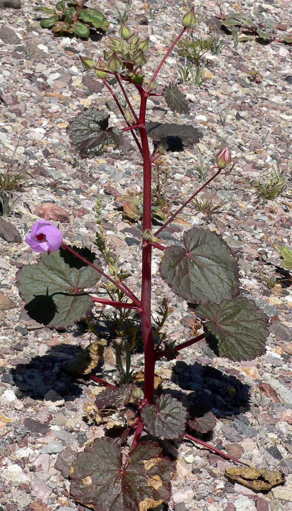 Eremalche rotundifolia (desert fivespot) (alternate view 9)