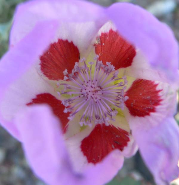 Eremalche rotundifolia (desert fivespot) (alternate view 10)