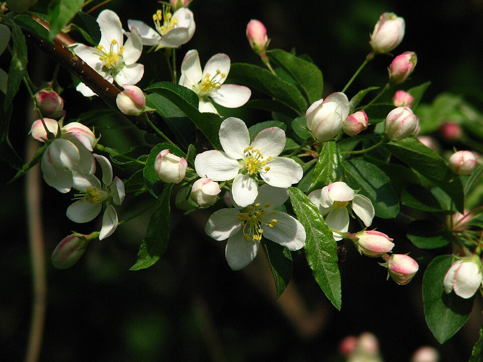 Malus sargentii (Sargent Crabapple Tree) (alternate view 14)