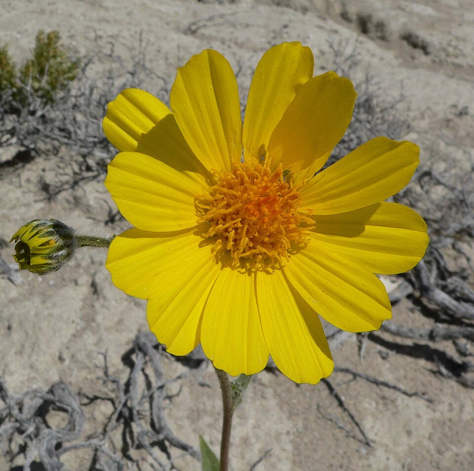 Geraea canescens (Desert Sunflower)
