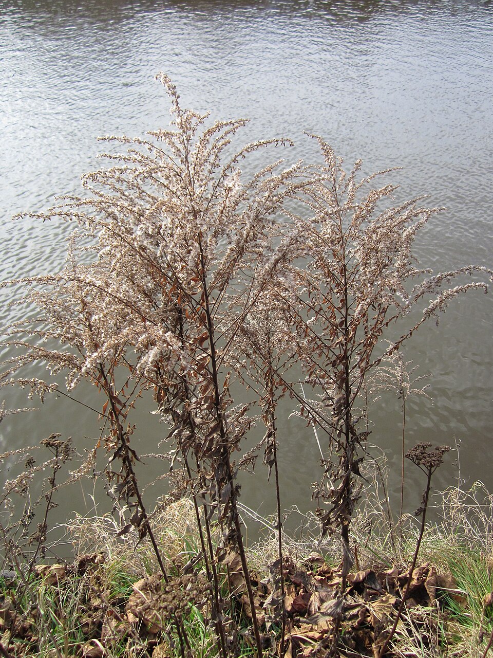 Solidago gigantea (giant goldenrod)