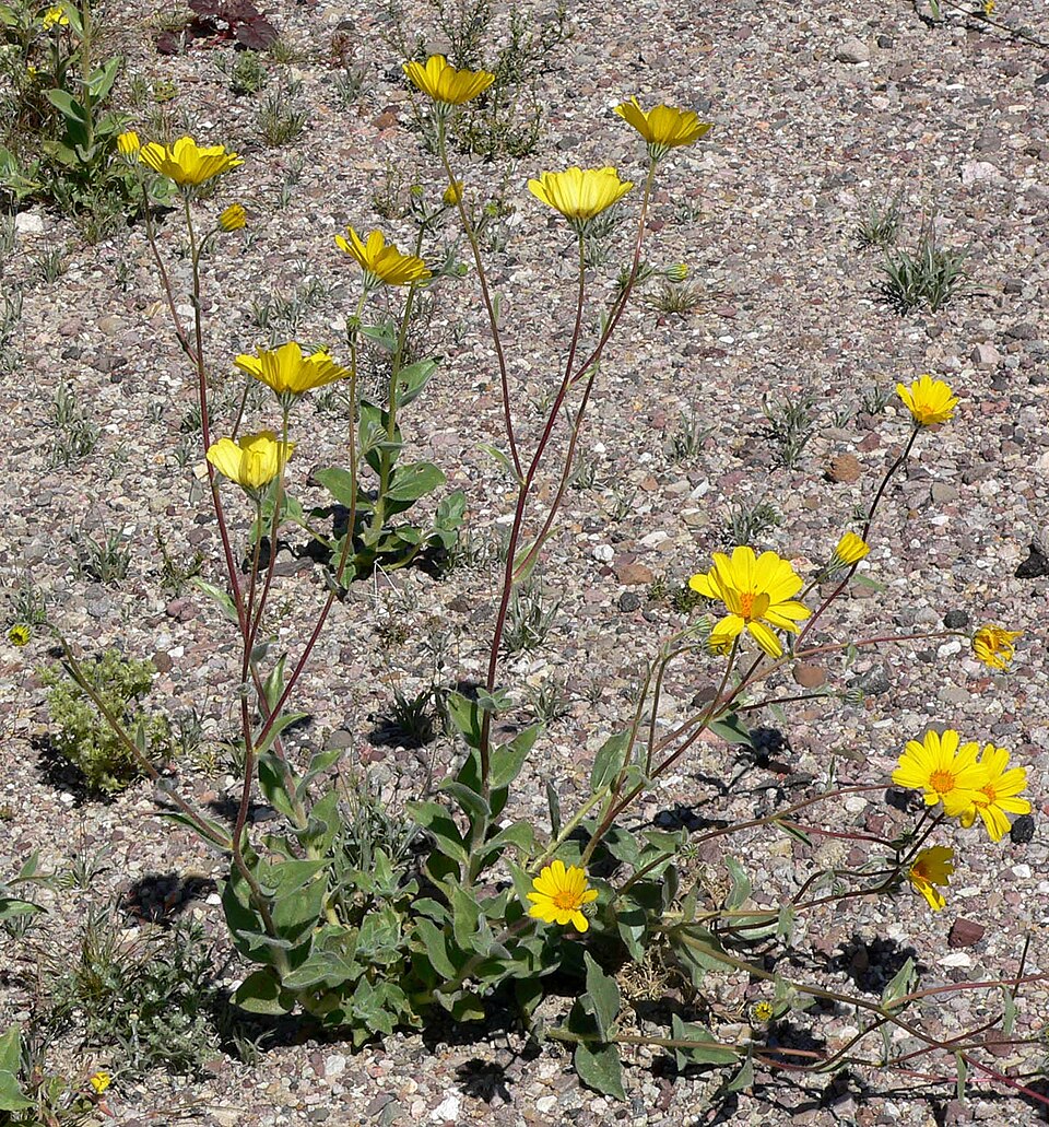 Geraea canescens (Desert Sunflower) (alternate view 2)