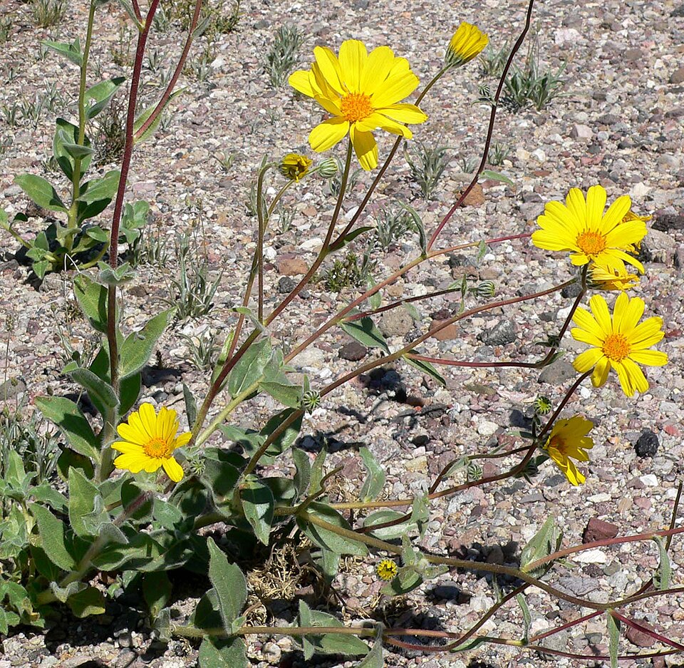 Geraea canescens (Desert Sunflower) (alternate view 3)