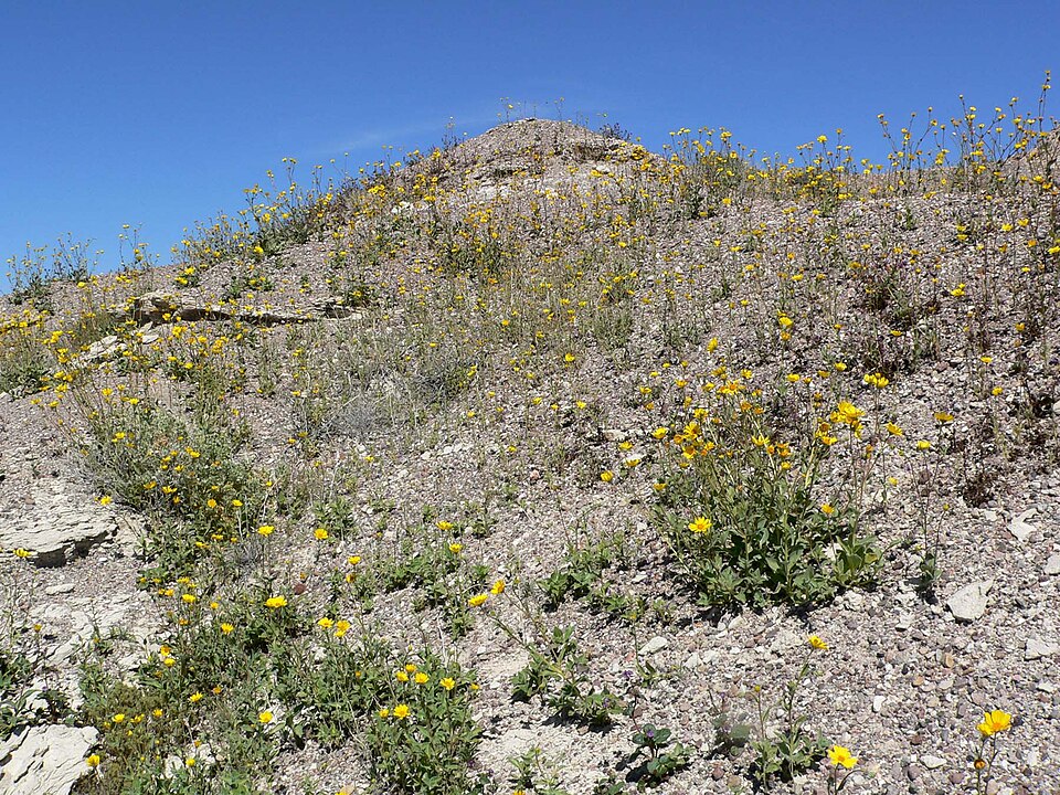 Geraea canescens (Desert Sunflower) (alternate view 4)