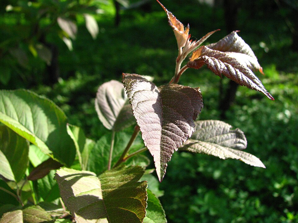 Malus fusca (crabapple) (alternate view 8)