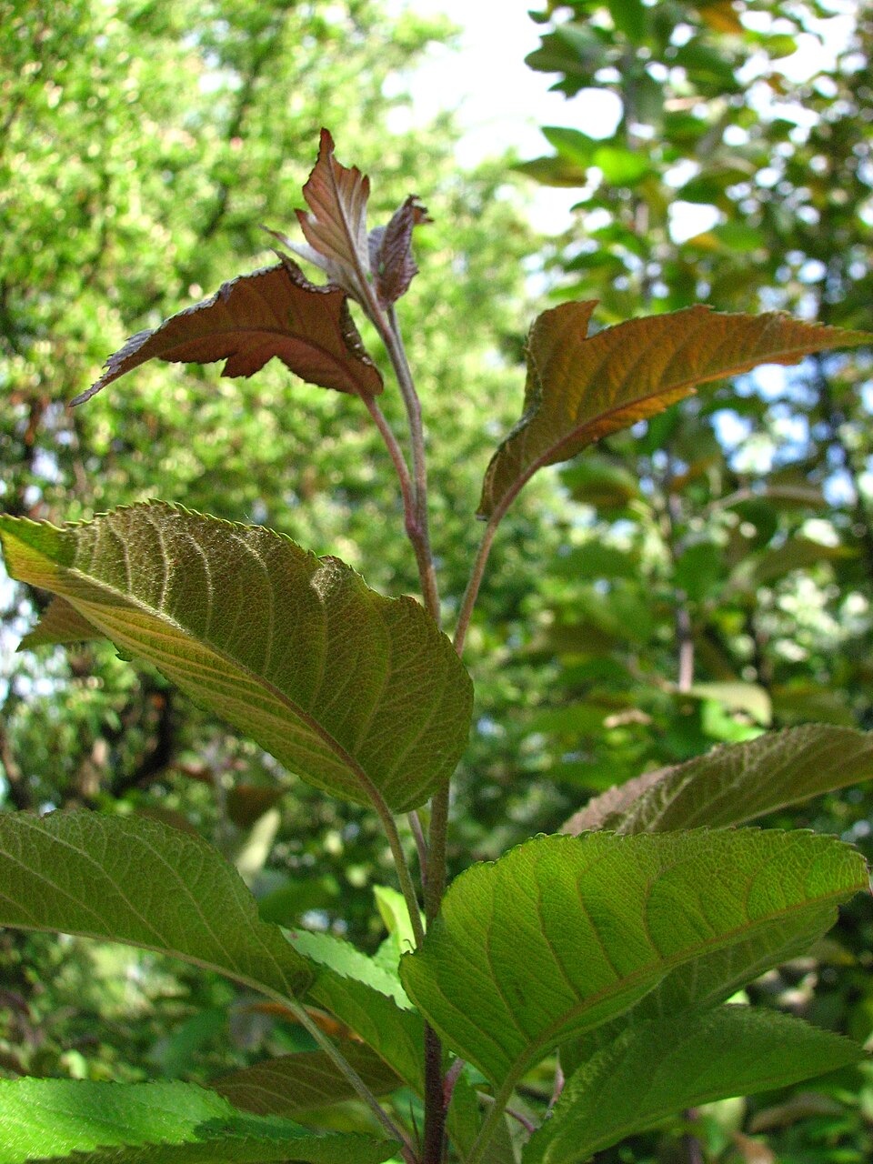 Malus fusca (crabapple) (alternate view 9)