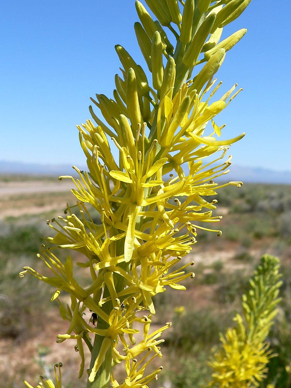 Stanleya pinnata (Desert Prince's Plume) (alternate view 6)
