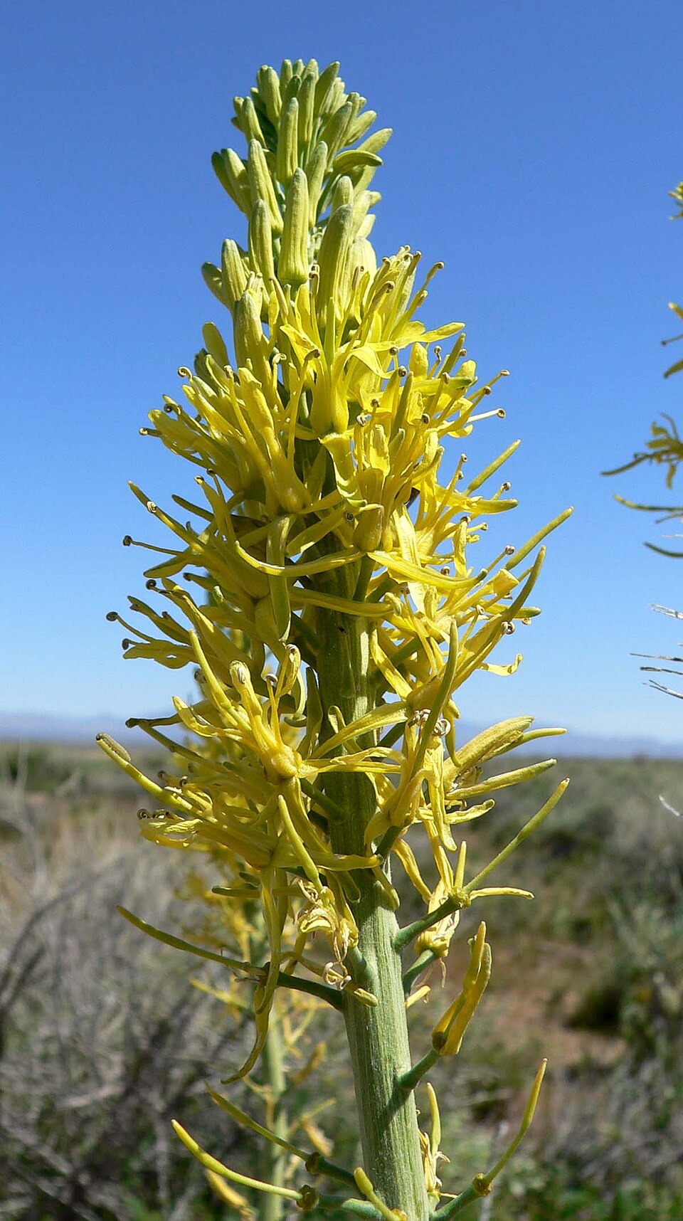 Stanleya pinnata (Desert Prince's Plume) (alternate view 7)