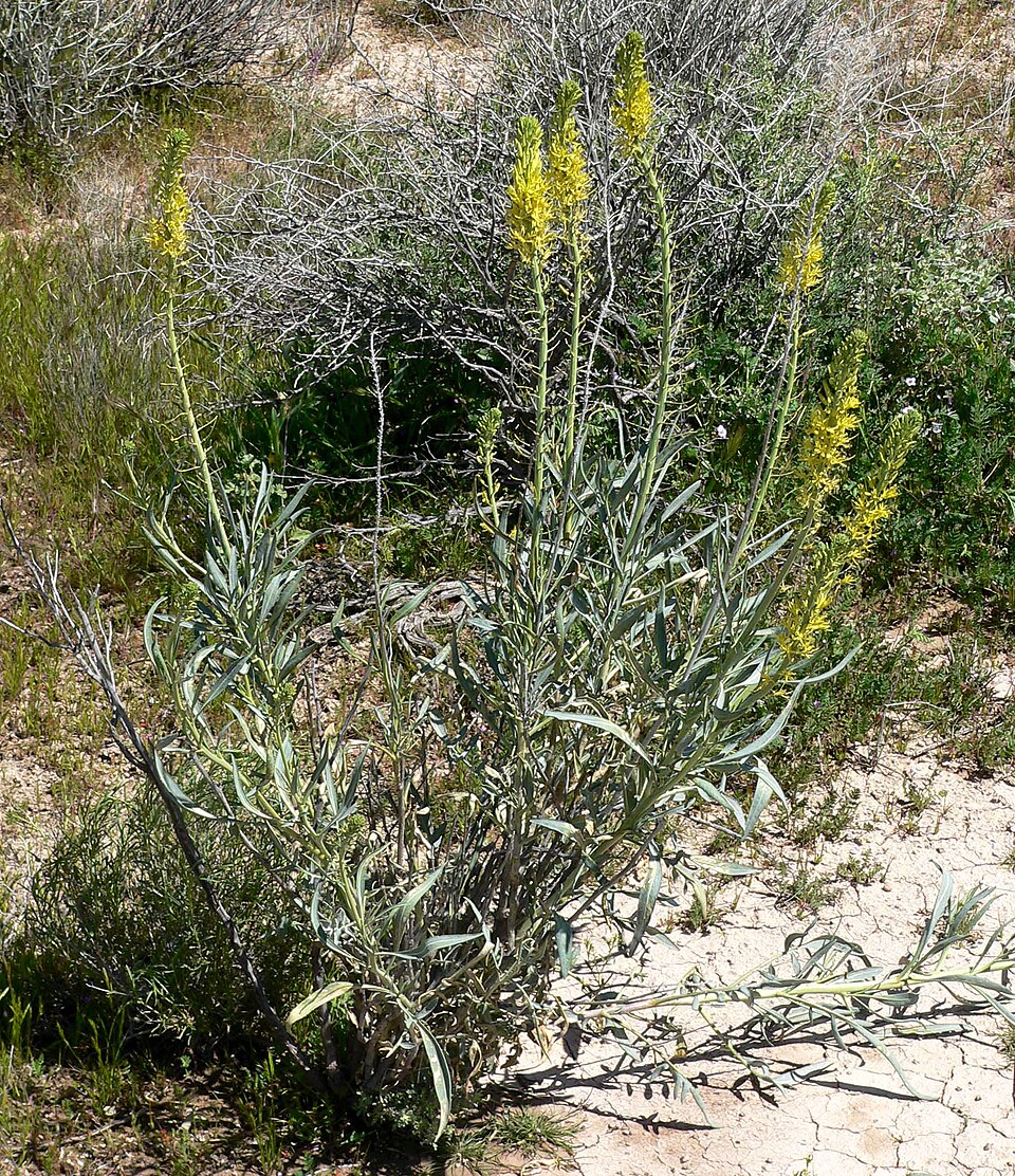 Stanleya pinnata (Desert Prince's Plume) (alternate view 8)
