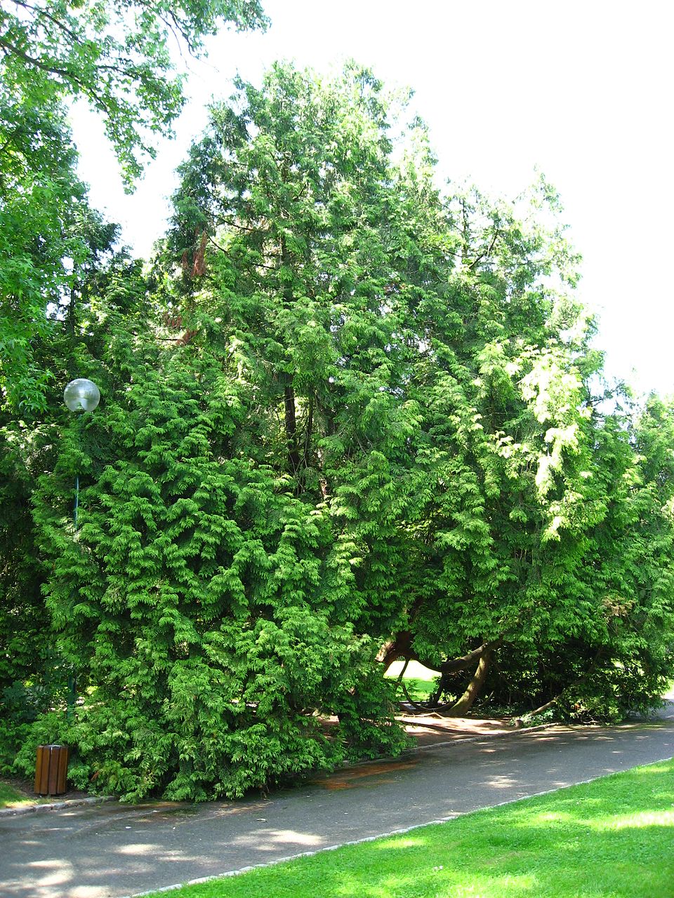 Thuja plicata 'Zebrina' (golden western red cedar)