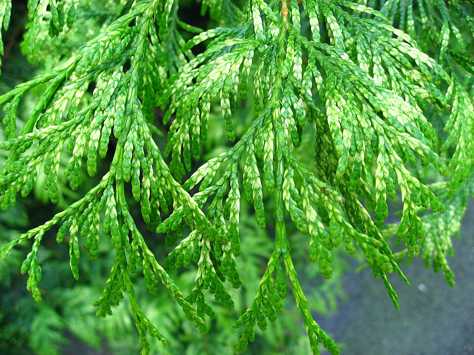 Thuja plicata 'Zebrina' (golden western red cedar) (alternate view 2)