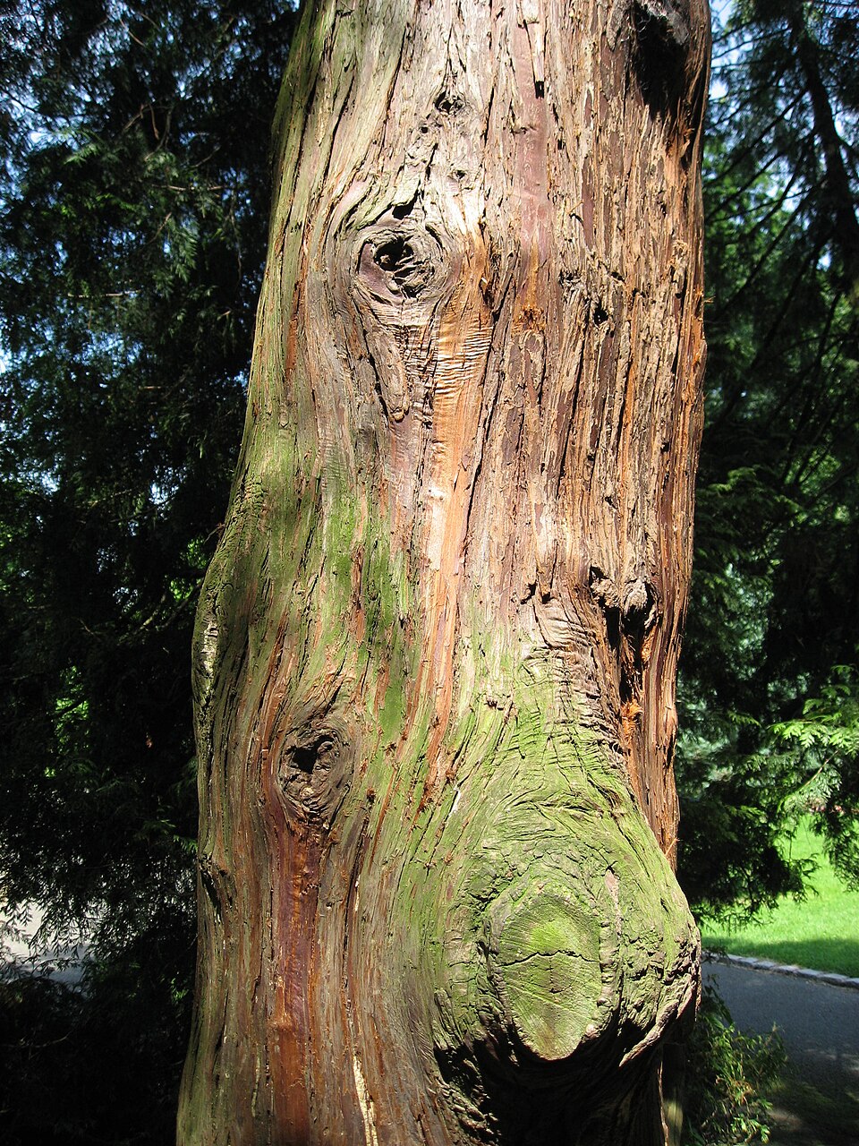 Thuja plicata 'Zebrina' (golden western red cedar) (alternate view 3)