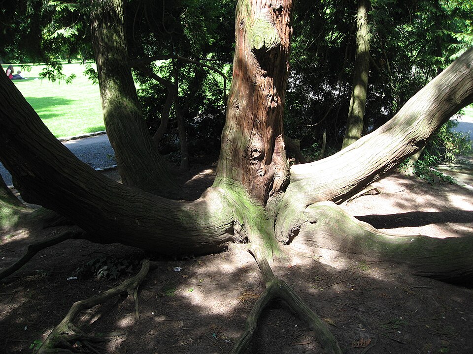 Thuja plicata 'Zebrina' (golden western red cedar) (alternate view 4)