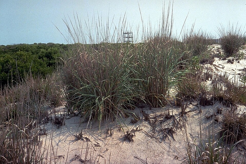 Panicum amarum (Bitter Panicgrass) (alternate view 7)