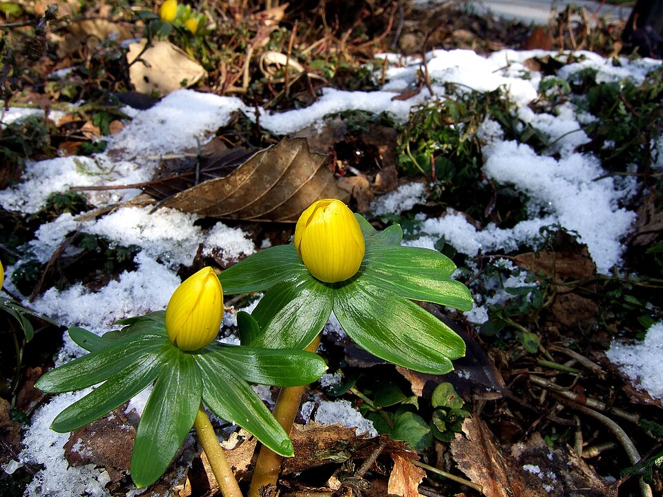 Eranthis hyemalis (Winter Aconite)