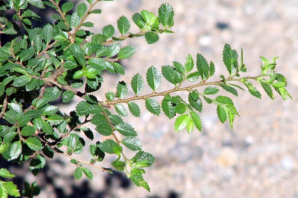 Ulmus parvifolia (Lacebark Chinese Elm Tree) (alternate view 11)