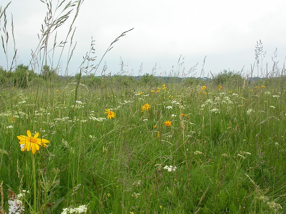 Foeniculum vulgare (Fennel) (alternate view 9)