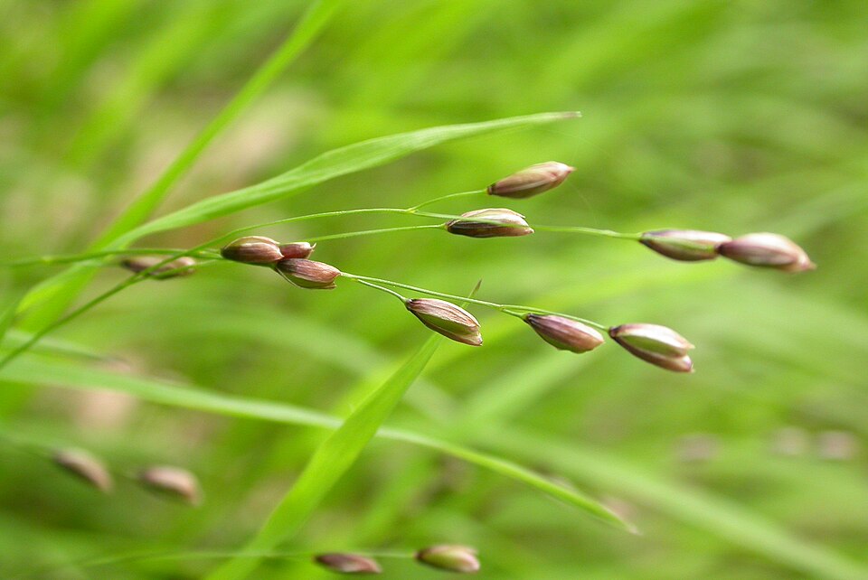 Melica uniflora (Wood Melick)