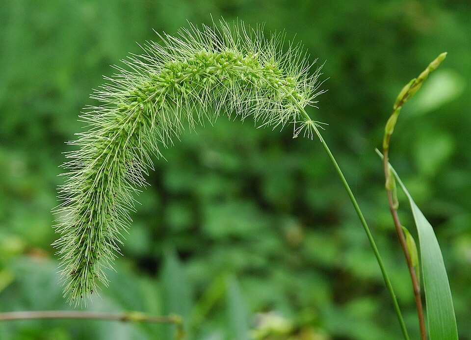 Setaria faberi (giant foxtail) (alternate view 6)