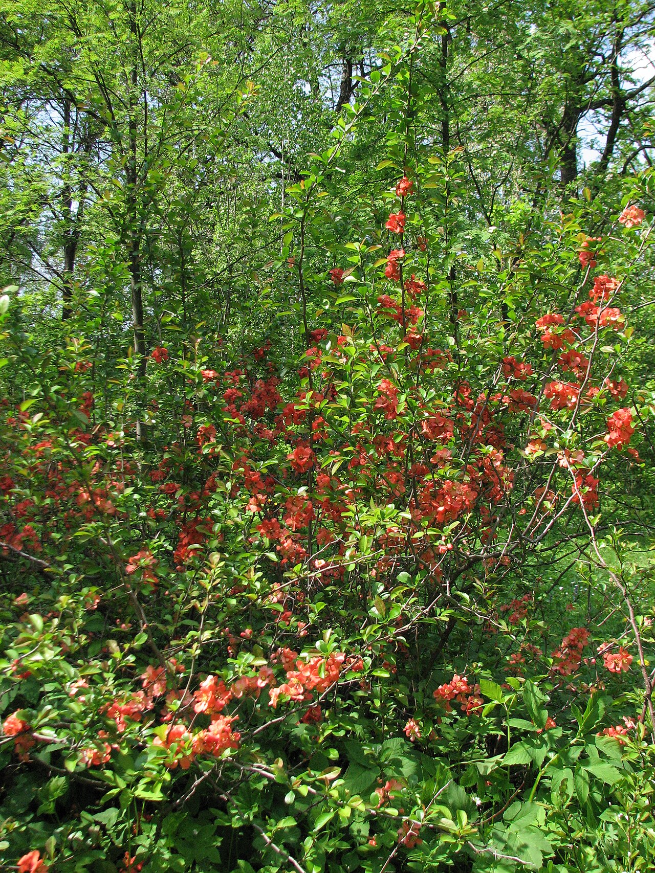 Chaenomeles japonica, Japanese quince — spreading deciduous (Rosaceae) (image 7 of 10)