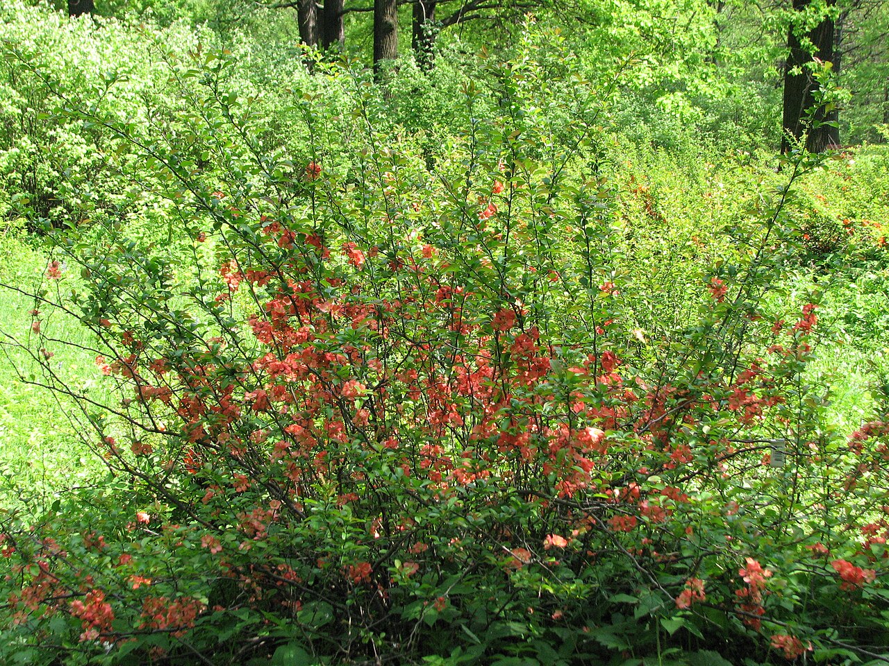 Chaenomeles japonica, Japanese quince — spreading deciduous (Rosaceae) (image 8 of 10)