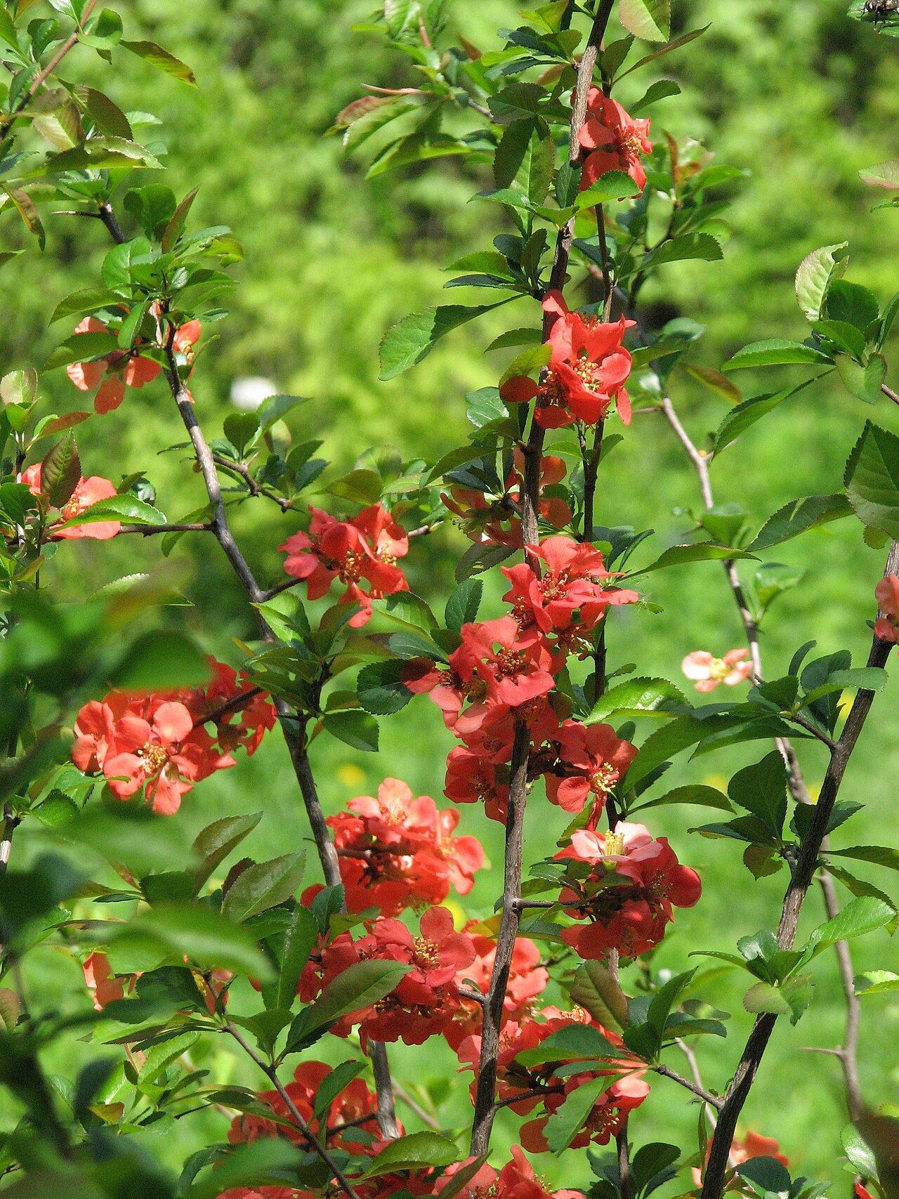 Chaenomeles japonica, Japanese quince — spreading deciduous (Rosaceae) (image 9 of 10)