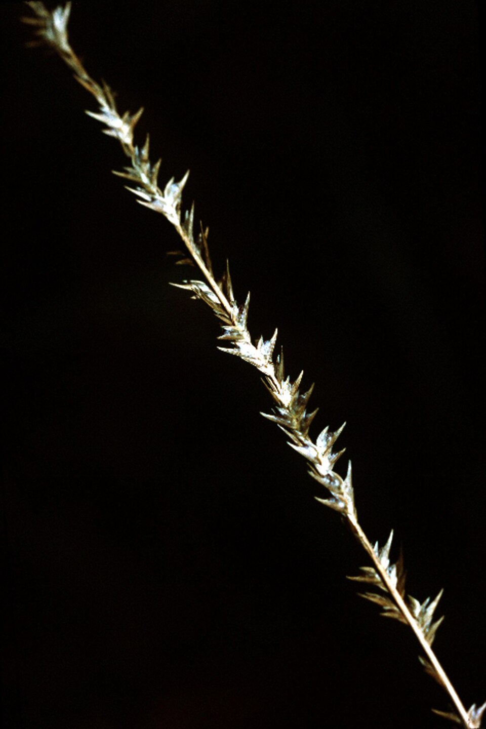 Chasmanthium laxum (Slender Woodoats) (alternate view 6)