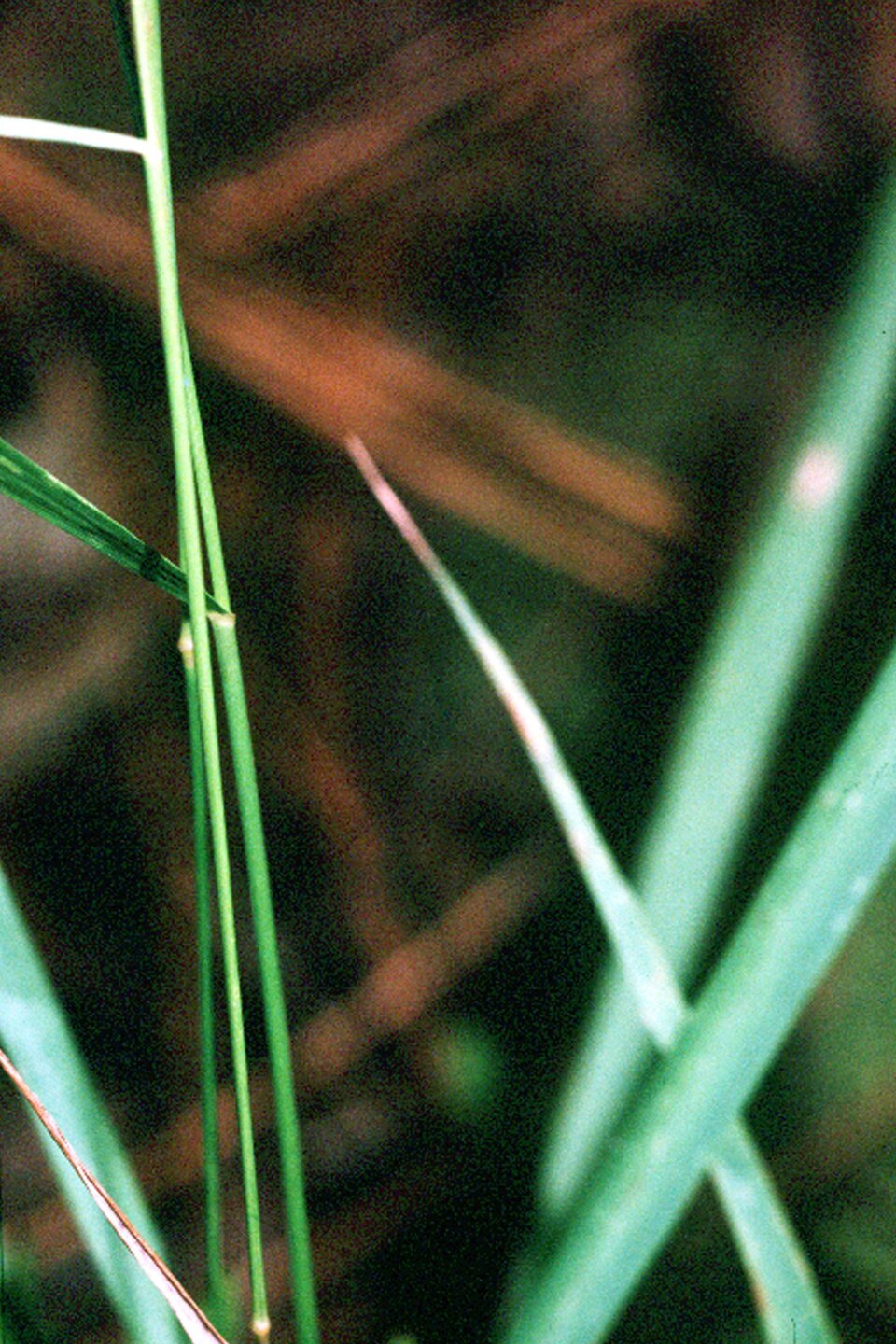 Chasmanthium laxum (Slender Woodoats) (alternate view 7)