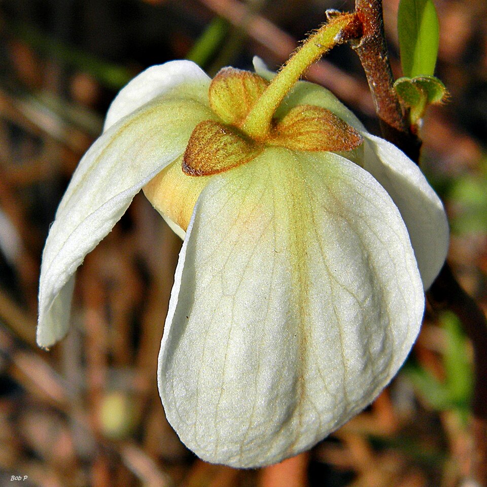 Asimina reticulata (netted pawpaw) (alternate view 2)