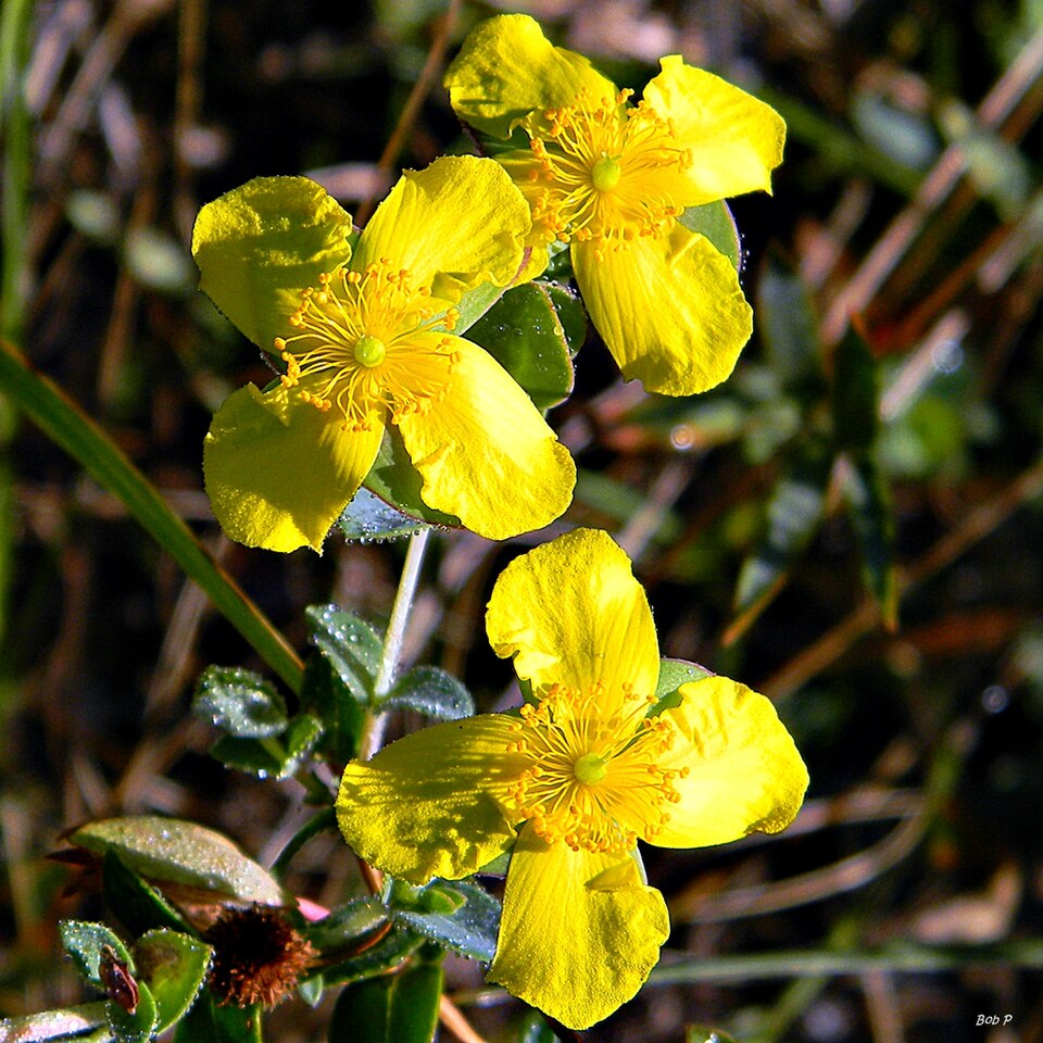 Hypericum tetrapetalum (fourpetal St. Johnswort) (alternate view 6)