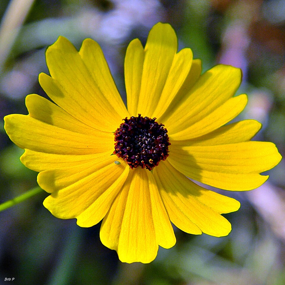 Coreopsis leavenworthii (Leavenworth's Tickseed) (alternate view 2)