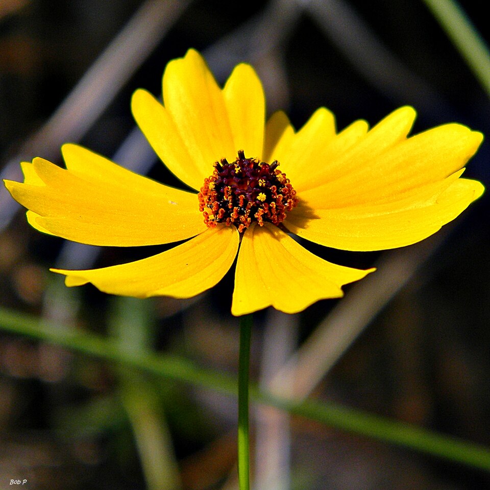 Coreopsis leavenworthii (Leavenworth's Tickseed) (alternate view 3)