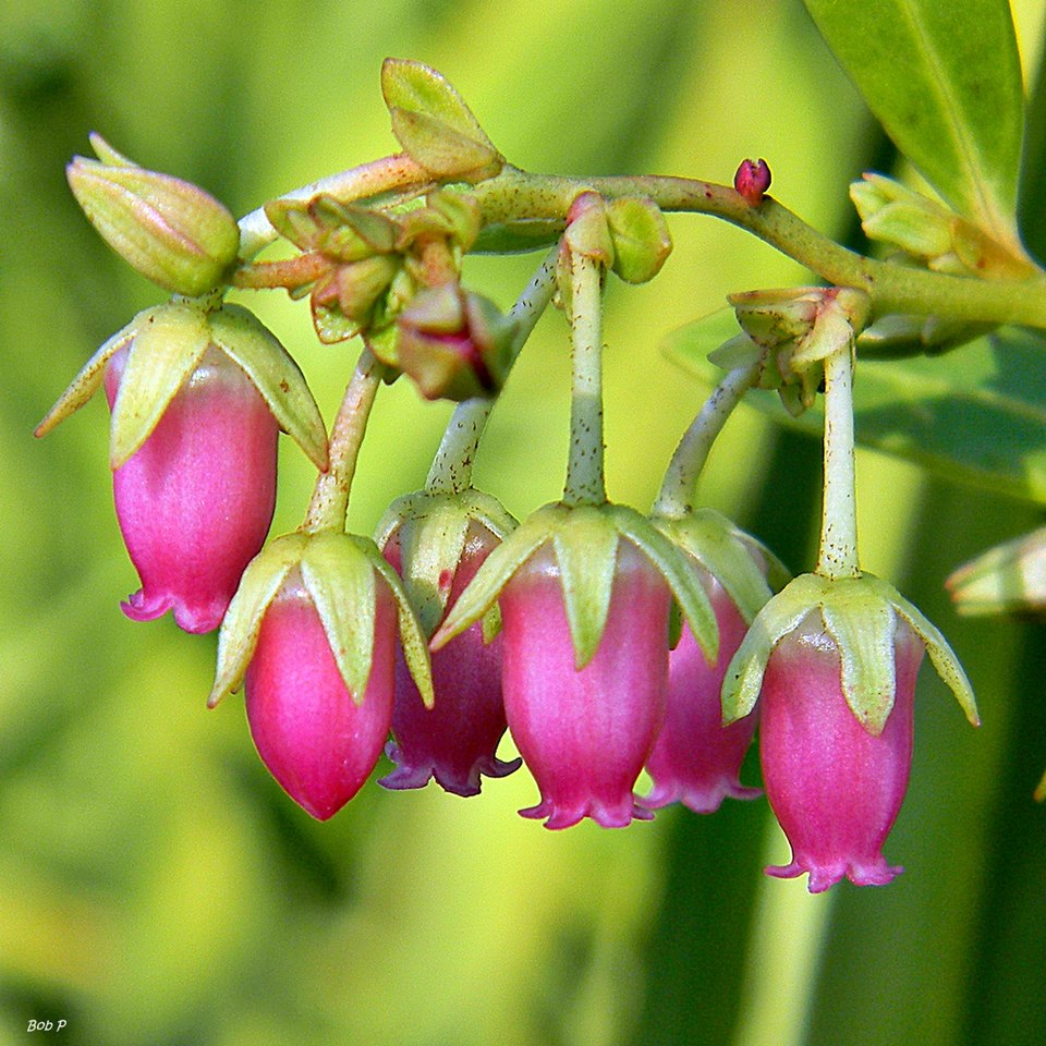 Lyonia lucida (fetterbush lyonia) (alternate view 8)