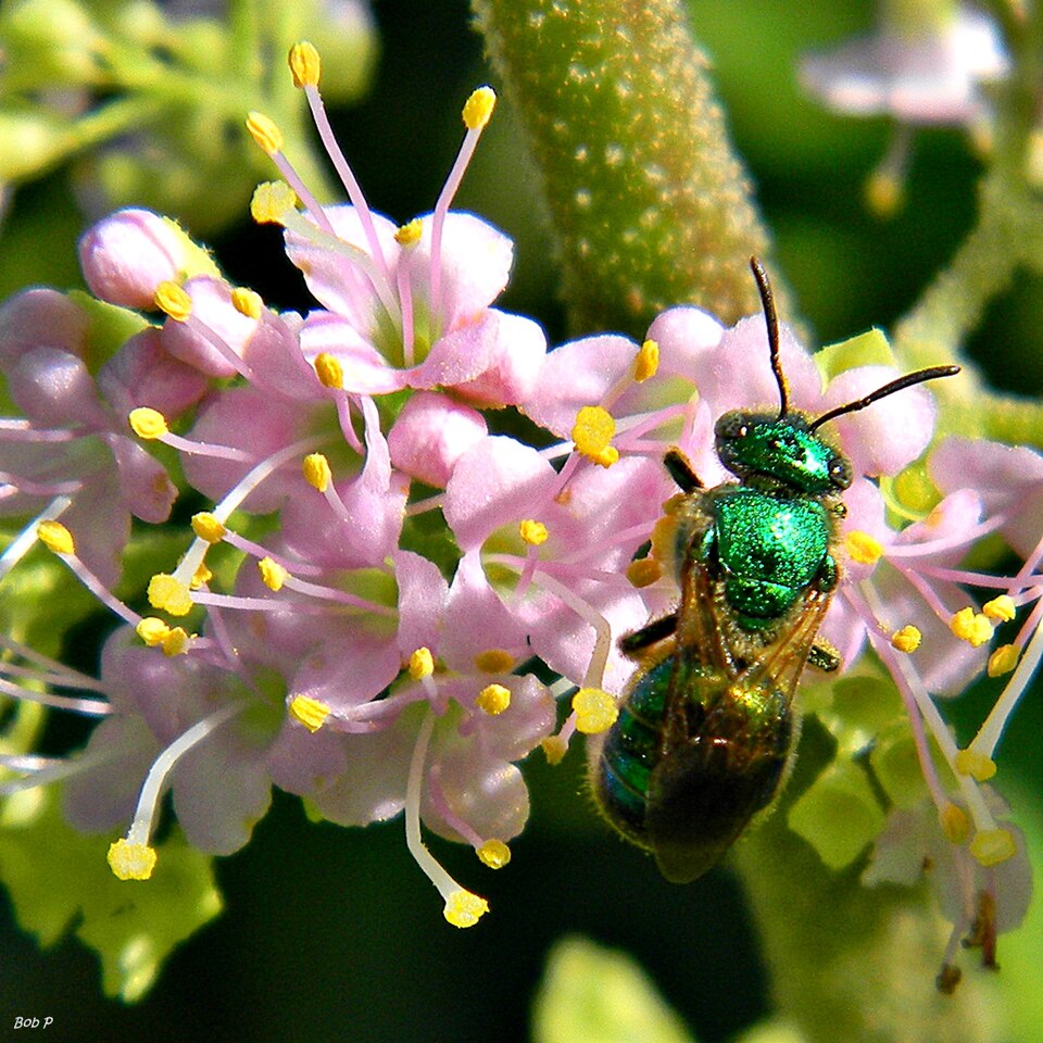 Callicarpa americana (American Beautyberry) (alternate view 9)