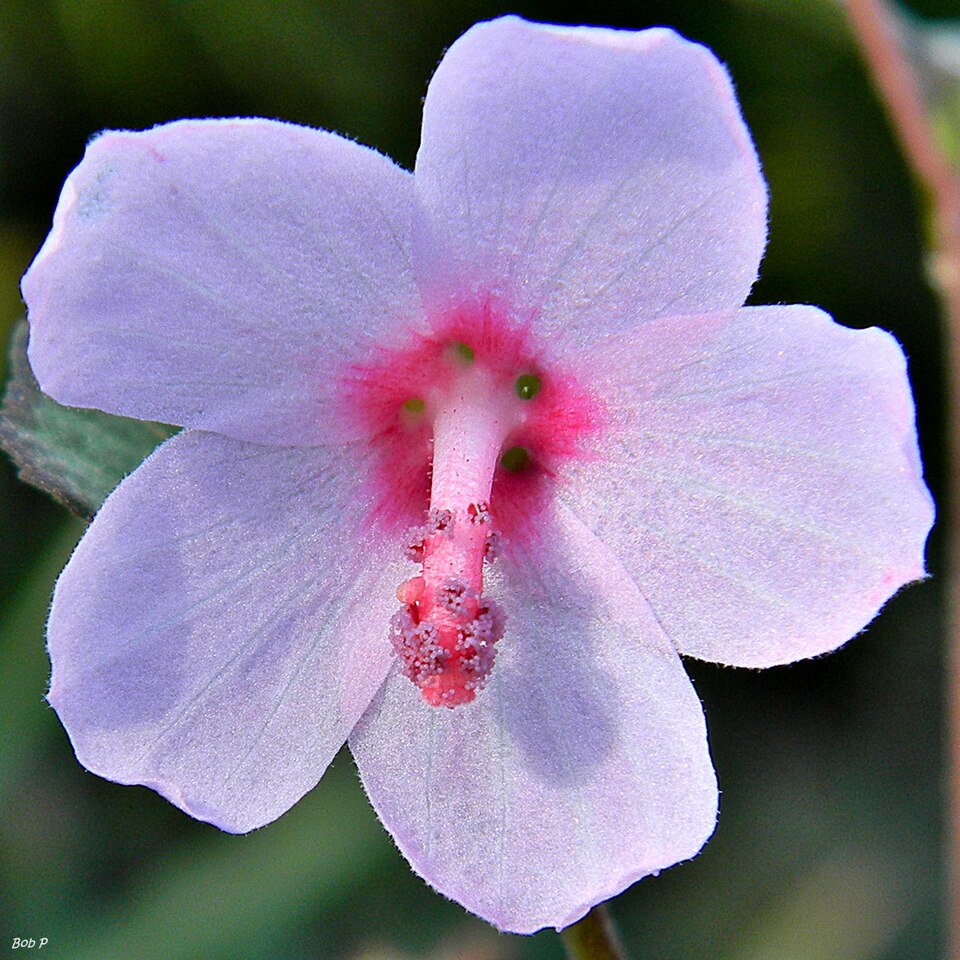 Urena lobata (Caesar weed) (alternate view 4)
