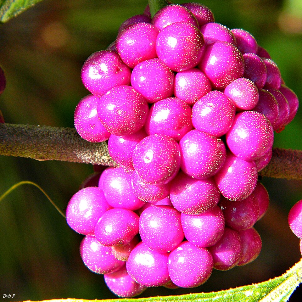 Callicarpa americana (American Beautyberry) (alternate view 10)