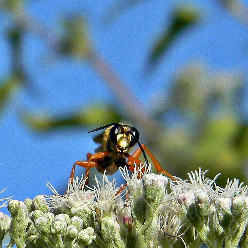 Eupatorium serotinum (late boneset)
