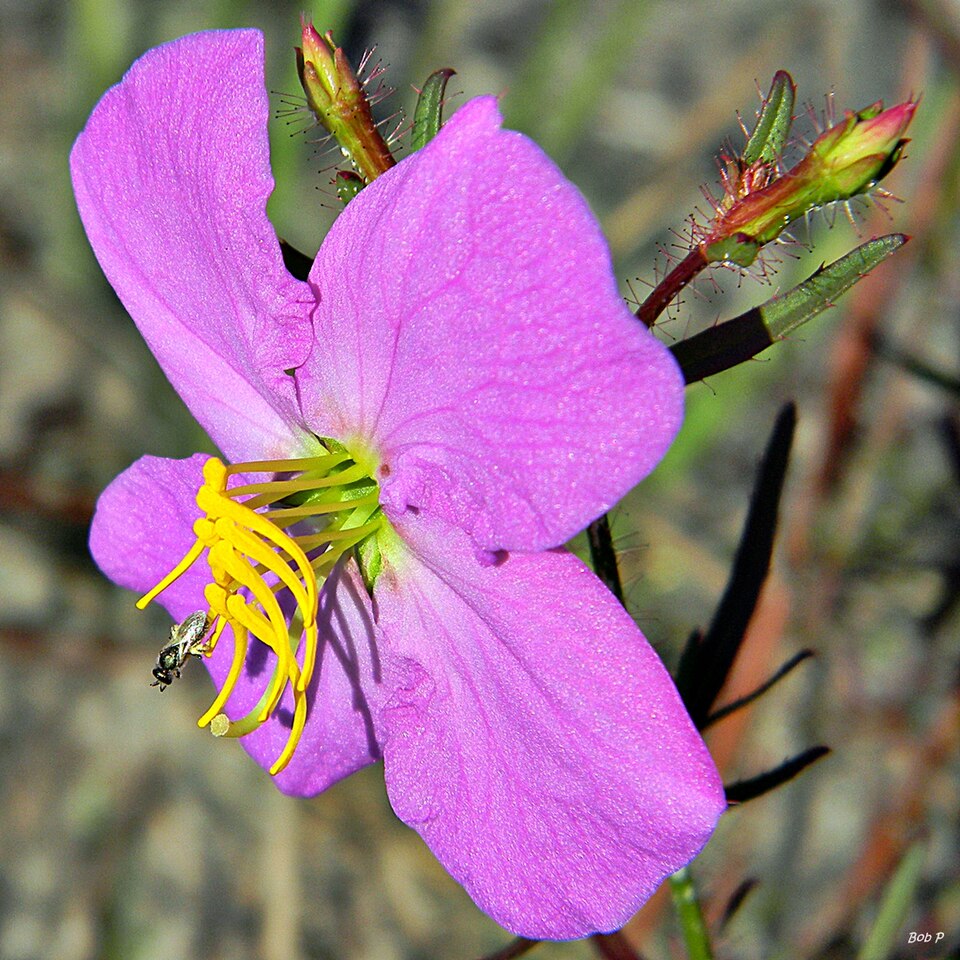 Rhexia mariana (Maryland meadowbeauty) (alternate view 6)