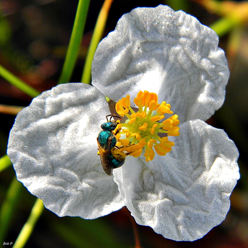 Sagittaria lancifolia (lanceleaf arrowhead) (alternate view 9)