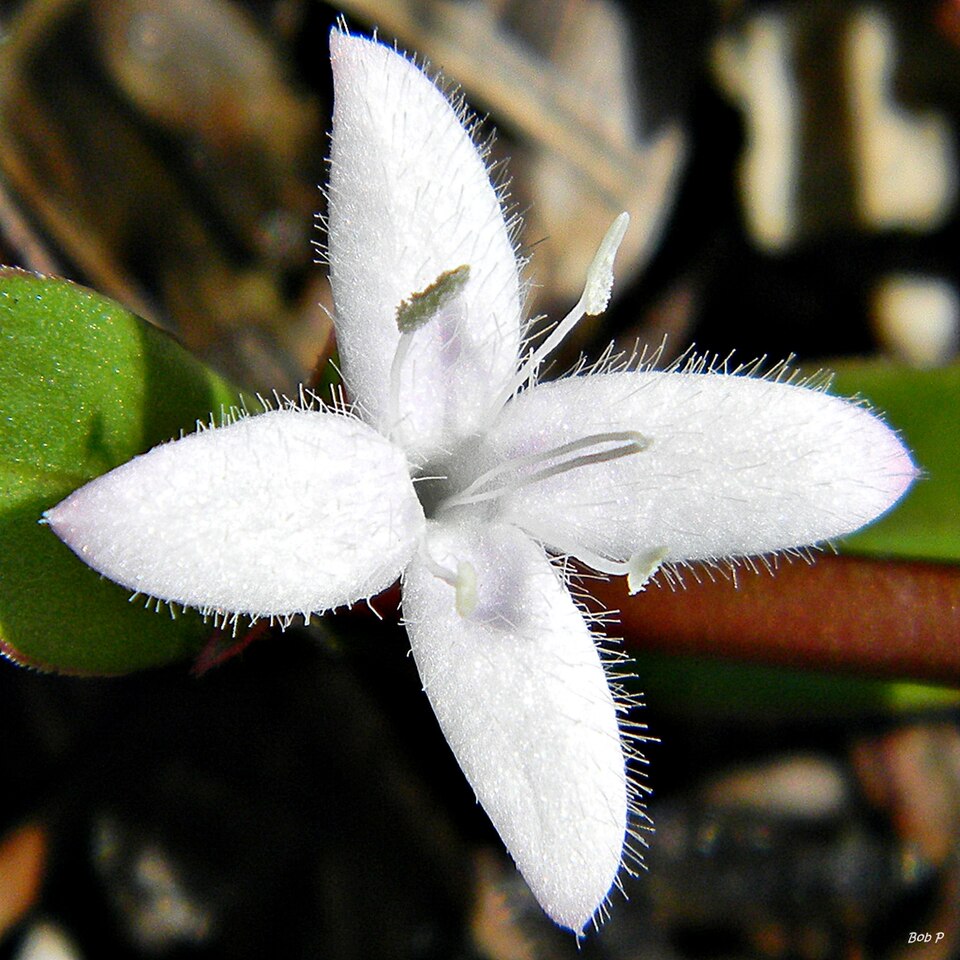 Diodia virginiana (buttonweed) (alternate view 7)