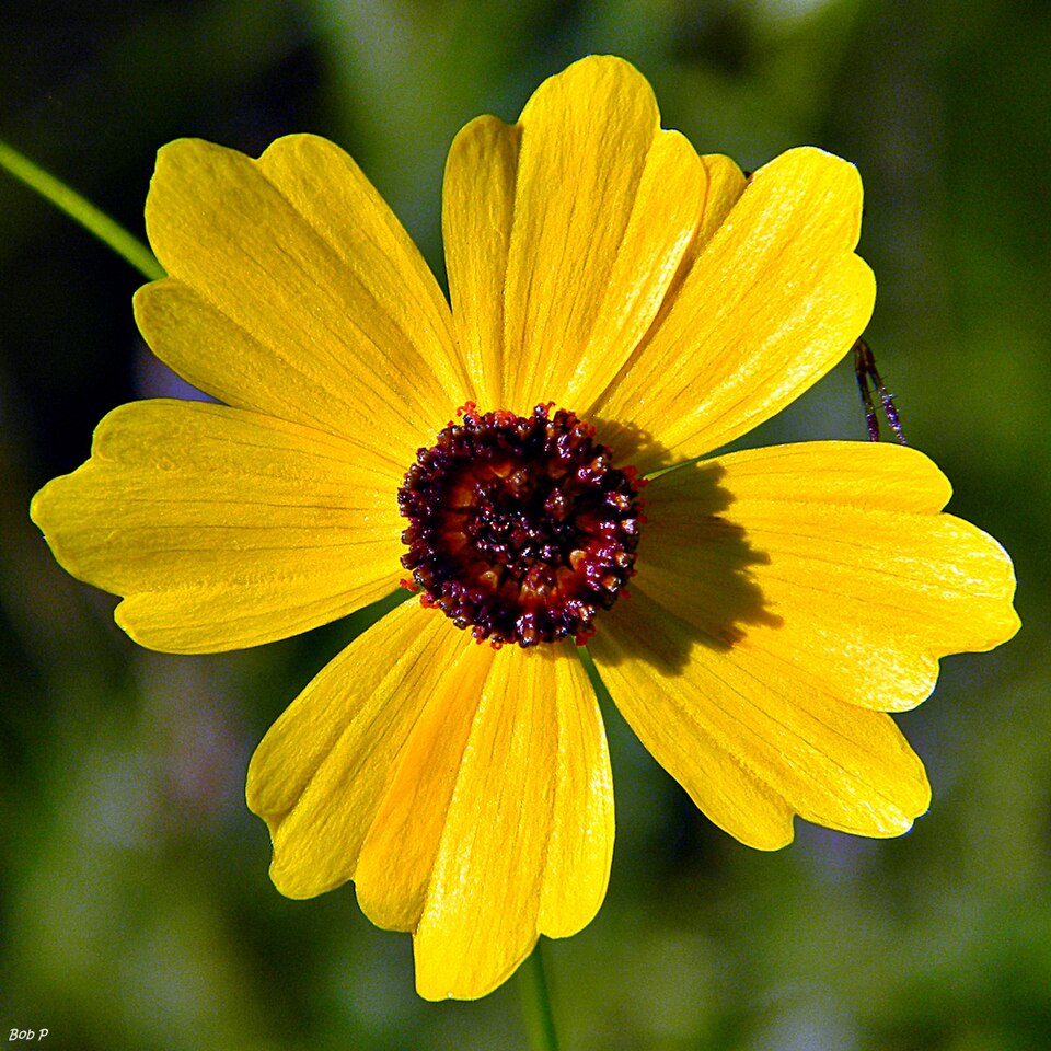 Coreopsis leavenworthii (Leavenworth's Tickseed) (alternate view 4)
