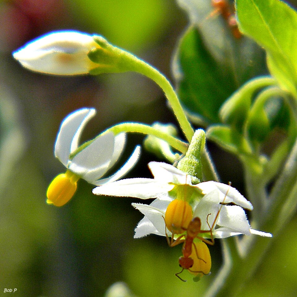 Solanum americanum (American black nightshade)