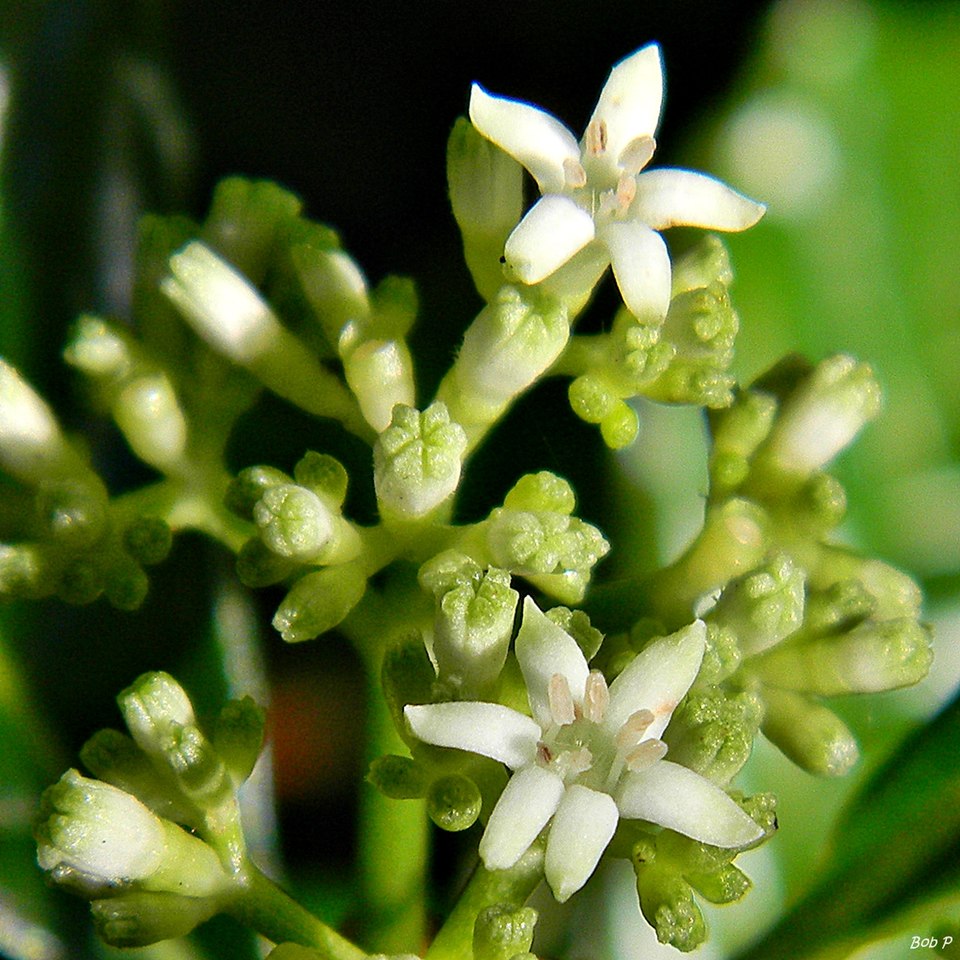 Psychotria nervosa (Shiny-leaved Wild Coffee) (alternate view 9)