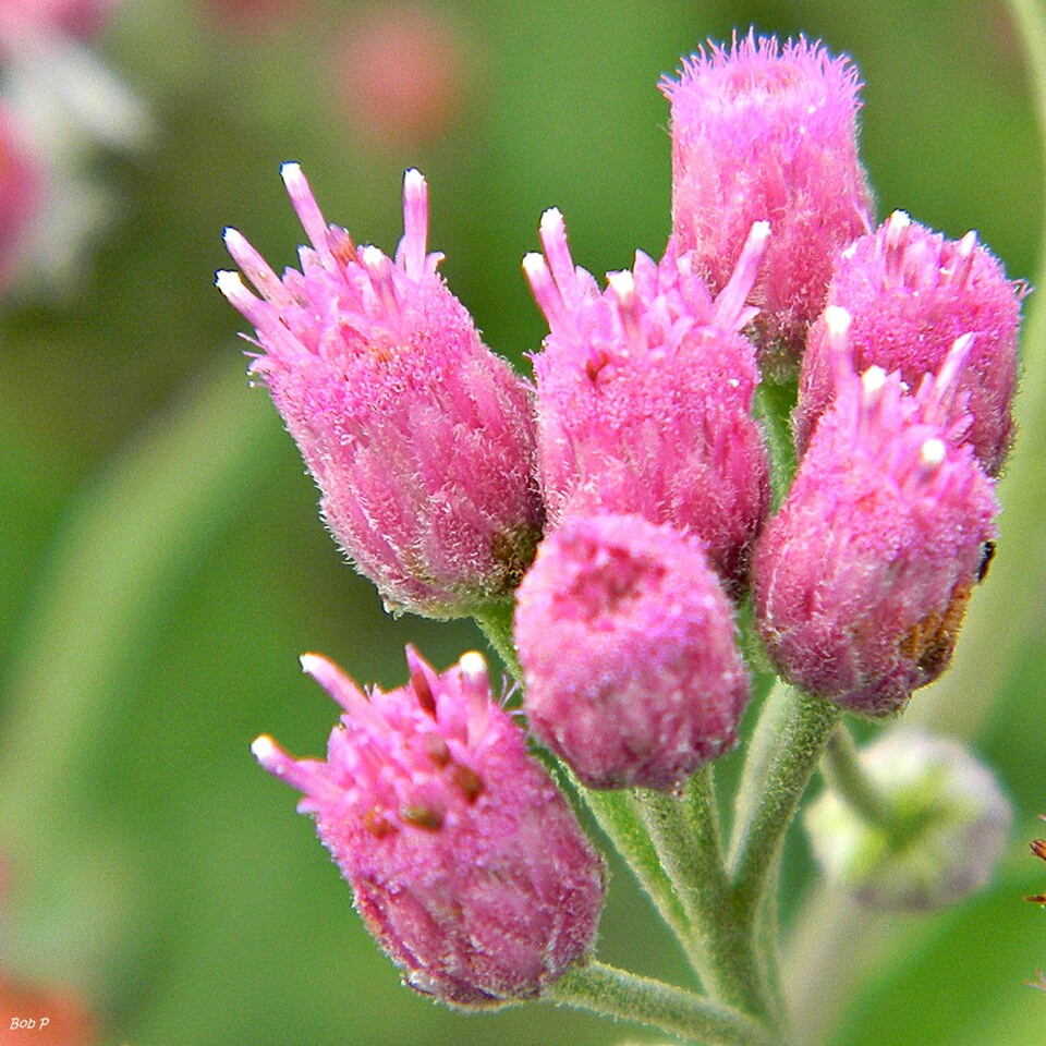 Pluchea odorata (marsh fleabane) (alternate view 10)
