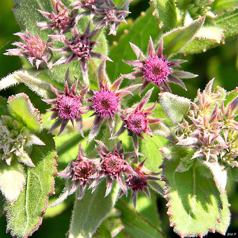Pluchea baccharis (Rosy Camphorweed) (alternate view 6)