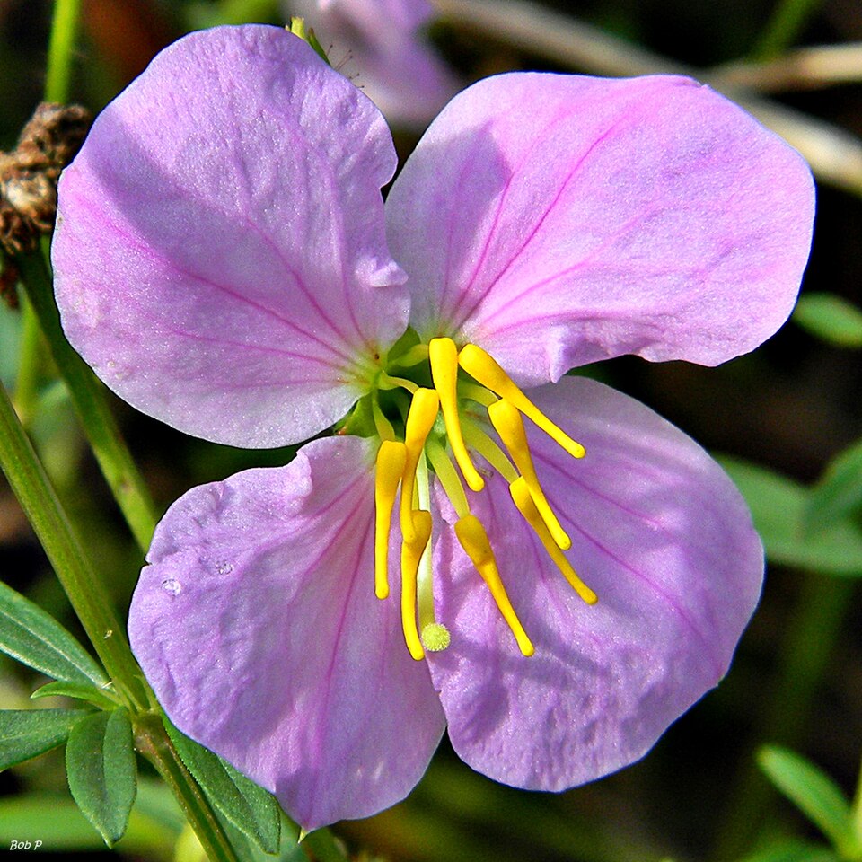 Rhexia mariana (Maryland meadowbeauty) (alternate view 7)