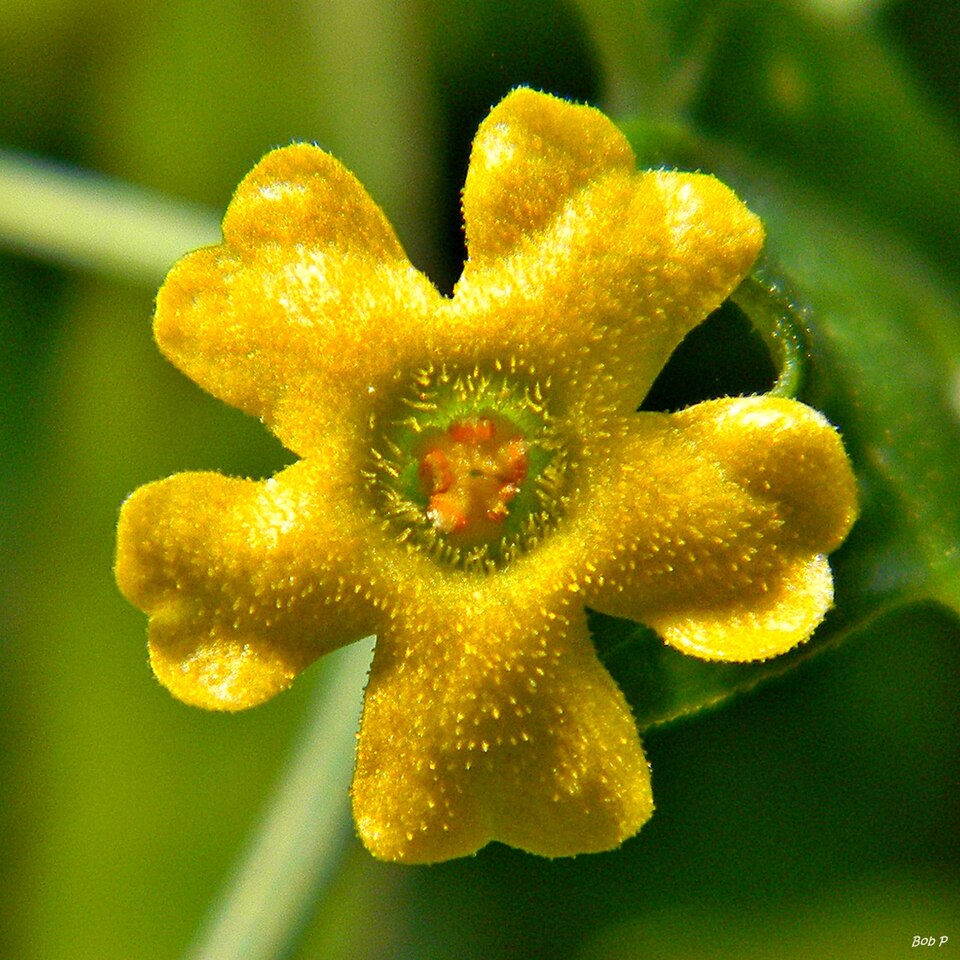 Melothria pendula (creeping cucumber) (alternate view 6)